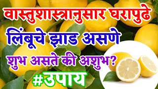 वास्तुशास्त्रानुसार घरापुढे लिंबाचे झाड असणे शुभ असते की अशुभ? #swamisamarth #वास्तुशास्त्र