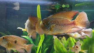 Geophagus brasiliensis battle