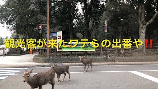 鹿の時代がやってくる。🤗おやつを食べる準備はOK.