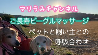 ご長寿ビーグルマッサージ（ペットと飼い主との呼吸合わせ）