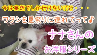 夏といえば・・・浴衣でしょ！【チワワxペキニーズ】ナナさん