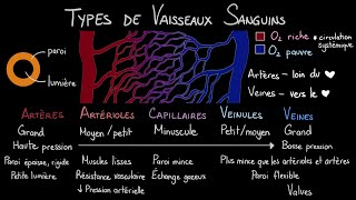 Les types de vaisseaux sanguins