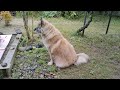 雨降りの庭で、じいじとばあばの帰りを待つ健気な犬のムーちゃん