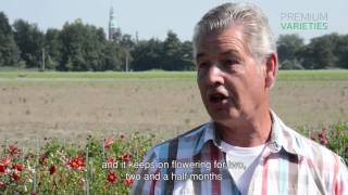 Aad Verwer about Premium Variety Dahlia Sincerity