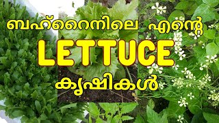 How to grow Lettuce | ശീതകാല പച്ചക്കറികൾ | ശീതകാലകൃഷി | Lettuce cultivation