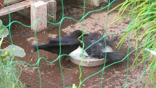 カラス仲良し三兄弟　Three good friend brothers of the crow