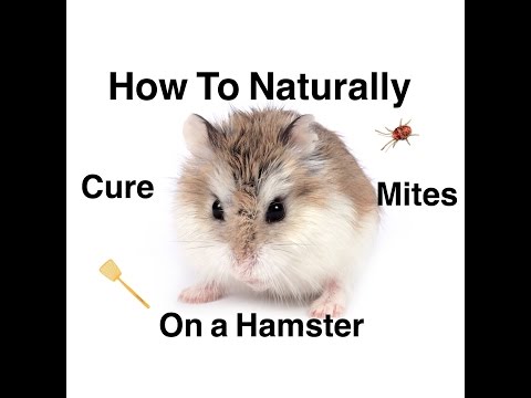 How to naturally cure mites on hamsters How to naturally cure mites on hamsters