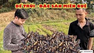 SIÊU ĐẶC SẢN MIỀN QUÊ - DẾ TRŨI RANG LÁ CHANH QUÁ THƠM NGON / CƠM QUÊ TV