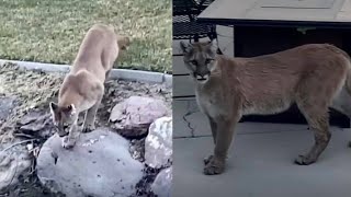 In-Depth: Dealing with wildlife in your neighborhood