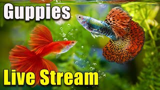 [LIVE]  Let's Talk About Why YOU Should Have Guppies! Plus A Fish Q&A and a Give Away!