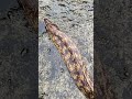 海钓鳗鱼，太大了，巨型鳗鱼，日本的生活 fishing snake animal