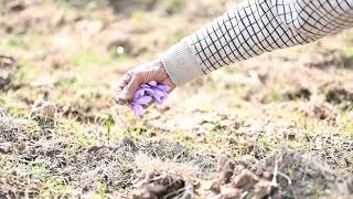 Widely known as the most expensive spice 😉 Watch this beautiful video of saffron flower plucking.