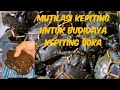 Mutilasi Kepiting untuk Budidaya Kepiting Soka