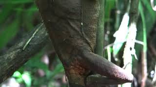 Corytophanes cristatus  (Smooth Helmeted Iguana – Iguana de Casco) Video 01