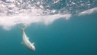 Yellowtail Kingfish Madness!!