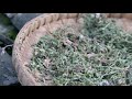 采药人的春天 蒲公英 chinese medicine collectors digging dandelions in spring