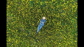 采药人的春天-蒲公英 Chinese medicine collectors digging dandelions in spring