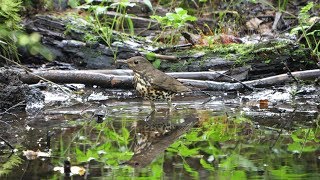 河口湖フィールドセンターのクロツグミ（雌・若鳥）の水浴び　その５（4K60P動画）