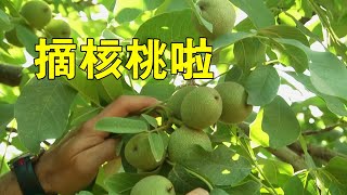 核桃的現代化種植，機械化作業省時省心又省力