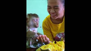 Monkey Lyly hurriedly wiped the jackfruit sap on the table when her mother made it dirty