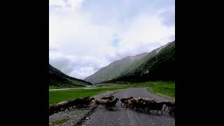 Sheep herd in Turgen-Aksu valley #nature #travel #mountains #relax #summer #river #valley #animals