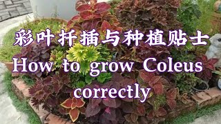 彩叶扦插、种植贴士和欣赏 Coleus propagation, planting tips and collections