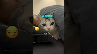 【绿茶猫矮油】果然他俩是真爱，我才是意外啊