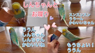 2022.3.4 しんちゃんとお喋り　【セキセイインコしんちゃんときょきょの暮らし】