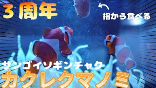 【海水魚水槽】カクレクマノミに手でエサあげたら可愛すぎた、楽しいサンゴイソギンチャク３周年記念