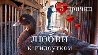 Почему русские фермеры ТАК СИЛЬНО полюбили индоуток? 5 плюсов, которые никого не оставят равнодушным