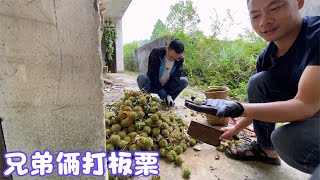 雨锅扛了长长的竹竿，叫上弟弟来打板栗，还好来得早要不然都没了