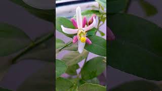 আমার চাইনা গন্ধরাজ গাছে ফুল ও ফল এলো #shorts #youtubeshorts #gardening #fypシ゚