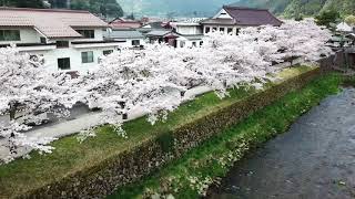 津和野の桜 01 インスタver.