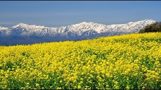 残雪の北アルプスと菜の花畑が美しい中条・4K