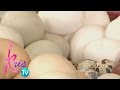 Kris TV: The truth about eggs