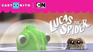 Hide n' Seek with Lucas | Lucas the Spider | Cartoonito