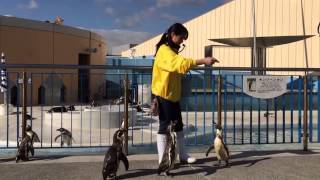 志摩マリンランドのペンギン Penguin