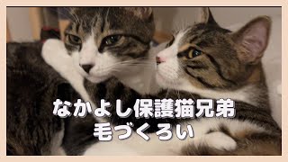 なかよし保護猫兄弟毛づくろい20240927