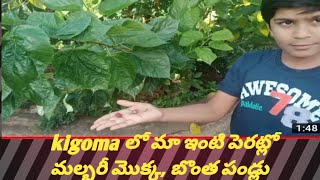 Kigoma లో మా ఇంటి పెరట్లో మల్బరీ మొక్క, బొంత పండు Mulberry Fruits గార్డెన్-6