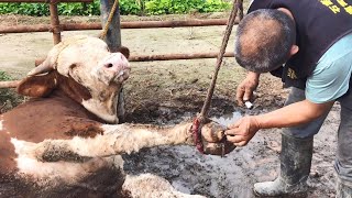 牛蹄腐烂走路瘸，吊起牛蹄来上药，烂肉出来了！【农村张卜】