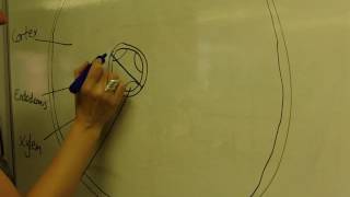 Low power microscope drawing - adding measurements