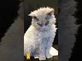 Funny Cat & Cute Kittens294😻 #shorts #kucing #kucinglucu #funny #pet #cat #foryou #viral #viralvideo