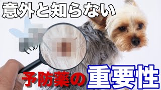 【感染予防】放っておくと高確率で◯亡。予防薬を食べる正しい理由をご存知ですか？ノミ・マダニ・フィラリアに感染するとこうなる