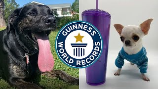 COOLEST ANIMAL RECORDS OF 2023 | Guinness World Records