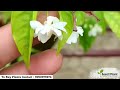 fragrant wonder water jasmine double petal live plant seed2plant