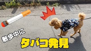 【タバコポイ捨て】絶対ダメ❗犬が食べたらどうなるのか…【トイプードル】