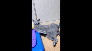 【猫動画】凄い体勢のロシアンブルー【russianblue】Russian blue in great posture