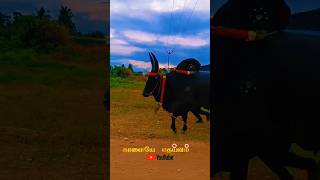 வீரப்பன் காளை ராஜ நடை மாஸ் தோரணை அழகன் #mass #entry #jallikattu #trendingshorts #shortsfeed #bull