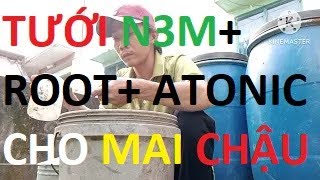 xã tàn và tưới bộ 03 dưỡng rễ: n3m-root-atonic cho mai sau Tết.