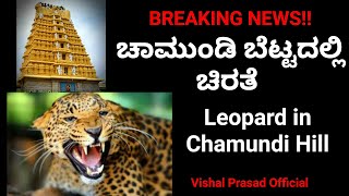 Leopard In Chamundi Hill | ಚಾಮುಂಡಿ ಬೆಟ್ಟದಲ್ಲಿ ಚಿರತೆ